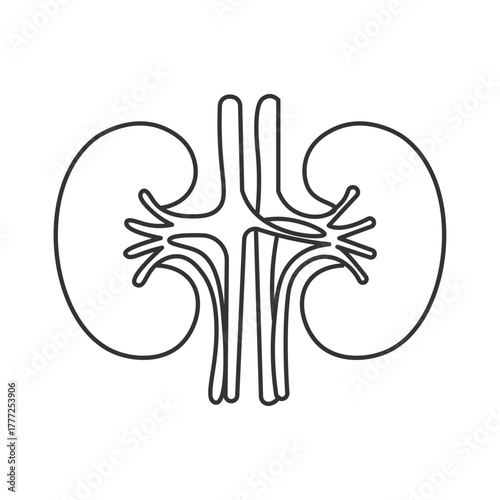 a line drawing of a kidney