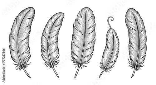 Set of detailed feather illustrations vintage line art drawing of plumage isolated design elements for decoration and writing concept