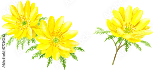 フクジュソウの水彩画