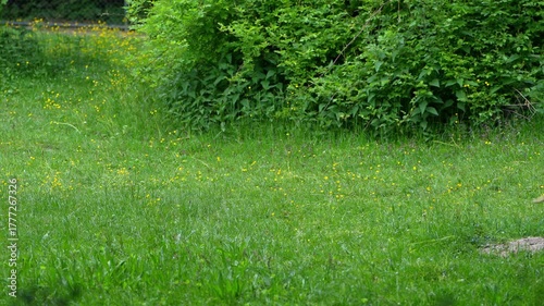 The red kangaroo, Macropus rufus is the largest of all kangaroos, the largest terrestrial mammal native to Australia, and the largest extant marsupial.