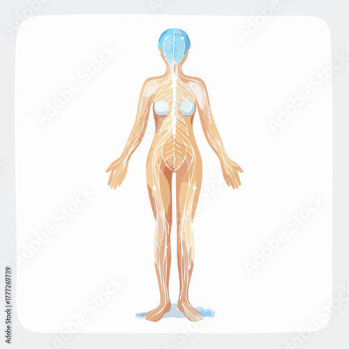 Anatomical illustration displaying the human nervous system and cerebral structure