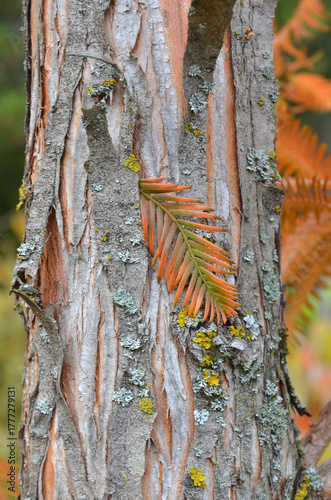 Autumn Metasequoia, Dawn Redwood 'Goldrush' (Metasequoia glyptostroboides) tree trunk,bark, needles. Closeup photo outdoors.