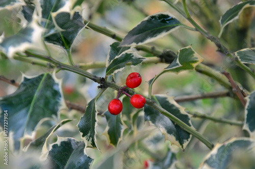 Ilex aquifolium 'Argentea Marginata 'holly berry shrub .Closeup branch with red berries and thorn leaves.Nature, winter berries, planting Christmas holiday symbol -red holly berries shrubs.