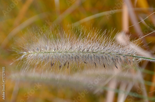 Closeup stem of ornamental grass straw Pennisetum alopecuroides 'Hameln', fountain grass. Closeup photo outdoors.