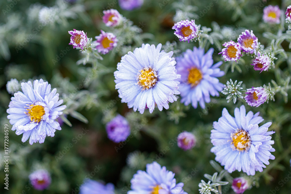 Fototapeta premium A bunch of blue flowers with frost on them