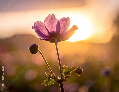Delicate purple flower against golden sunset