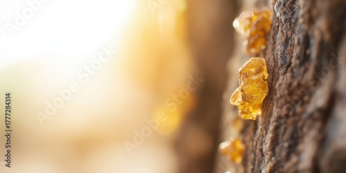 Close-up view of a Boswellia tree trunk with golden resin droplets glistening under warm sunlight in a desert environment. natural product, essential oil packaging, wellness campaigns, desert nature