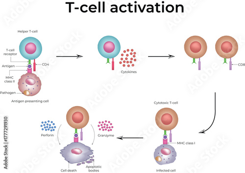 leukocyte adaptive immune system vector fight antigen-presenting cells receptors blood cells