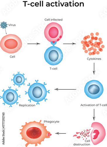 T-Cell Activation Process in Immune Response
