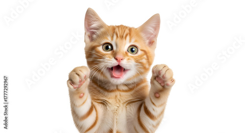 Orange tabby kitten with paws raised and mouth open on black background striped