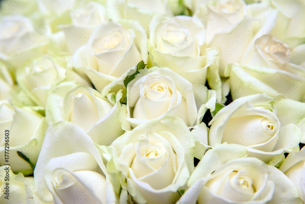 Obraz premium Festive bouquet of white roses close-up 
