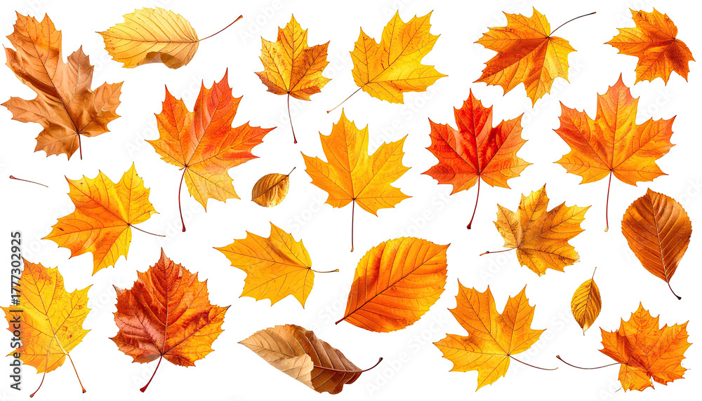 Obraz premium Assorted autumn leaves, many yellow, orange, and red
