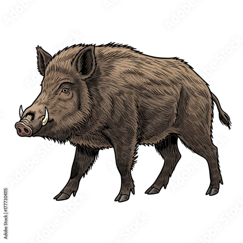 Wild Boar Illustration: A detailed illustration captures the formidable presence of a wild boar, showcasing its rugged physique and prominent tusks, a testament to the untamed wilderness.
