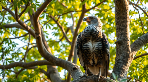 beautiful bird with simple concept