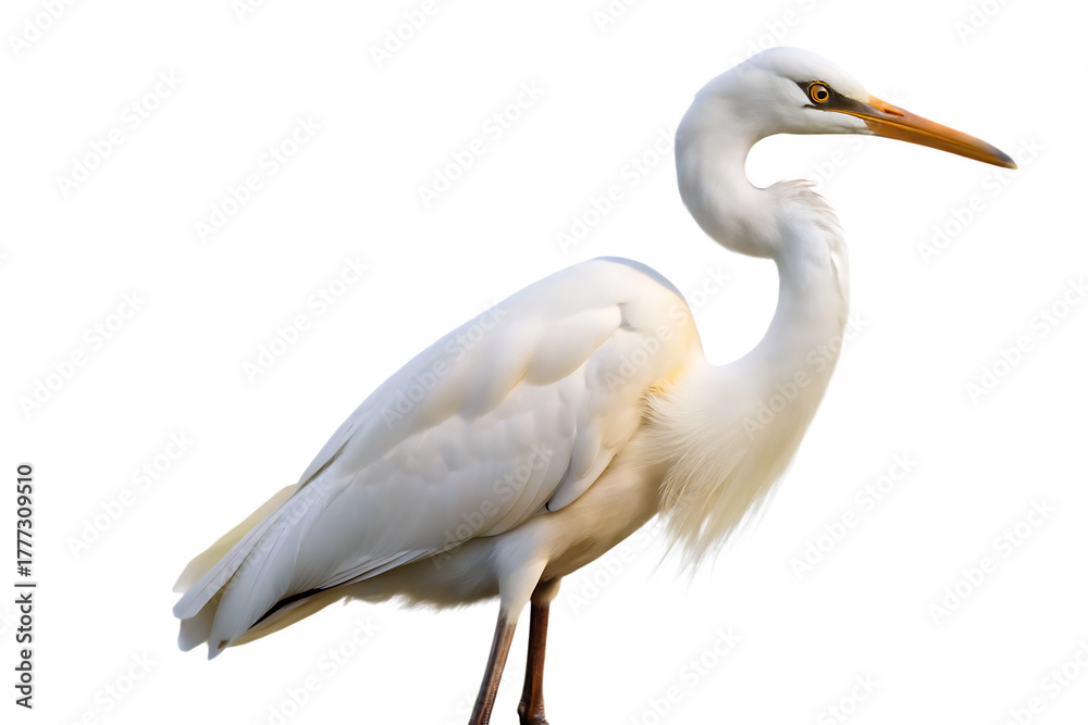 Fototapeta premium great white heron ardea cinerea isolated on white background, PNG. AI Generated