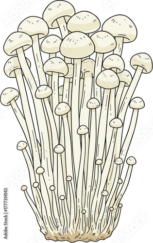 Handdrawn Delicate White Enoki Mushroom Cluster Culinary Ingredient Illustration