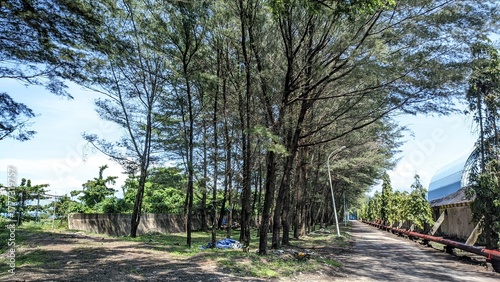 Sunny Coastal Path Lined with Tall Green Trees Under Blue Sky 