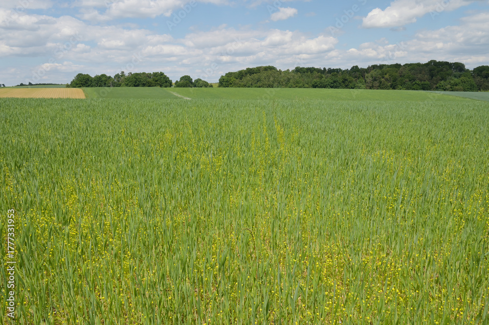 Obraz premium Acker-Hahnenfuß, Ranunculus arvensis