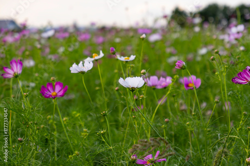 Vibrant cosmos flowers, autumn plants