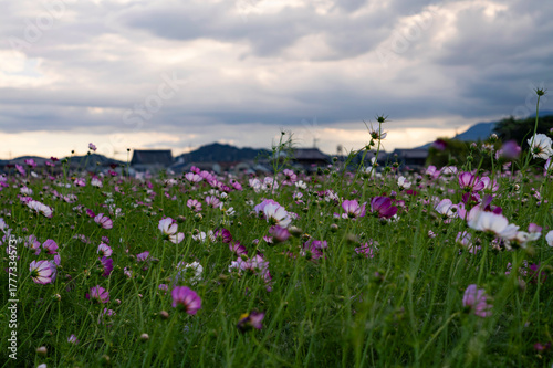 Vibrant cosmos flowers, autumn plants