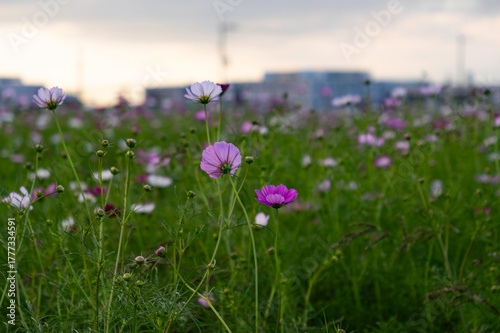 Vibrant cosmos flowers, autumn plants