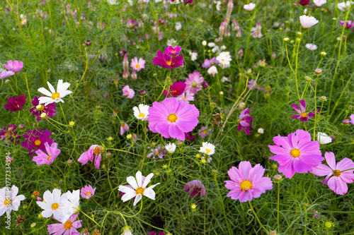 Vibrant cosmos flowers, autumn plants
