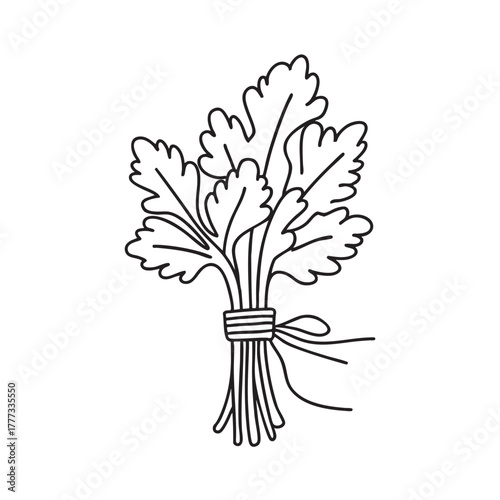 Fresh mint parsley and cilantro tied in a bundle