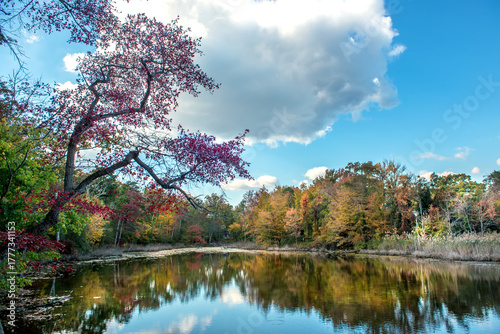 Autumn Landscape of a pond surrounded by Fall Trees with Fall colors reflected in the water