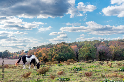 Horse Grazing in a Field with Autumn Trees