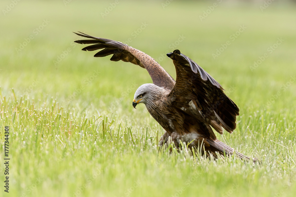 Obraz premium Hunting Kite. Black kite, Milvus migrans, perched in grass with widely spread wings. Bird of prey. Black kite gliding over meadow, attacking prey. Raptor also known as firehawk. Wildlife nature.