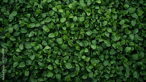 Dense bush of small oval green leaves with a natural uniform texture.

