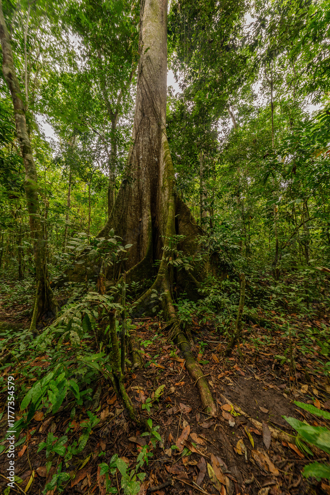 Fototapeta premium A towering kapok tree in the Amazon rainforest, surrounded by dense greenery and smaller plant species