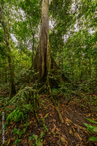 A towering kapok tree in the Amazon rainforest, surrounded by dense greenery and smaller plant species