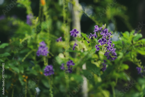 Petrea volubilis Usually grows in clusters up to 30cm long. The flowers Petrea volubilis have an extremely unique and eye-catching purple-blue color	
