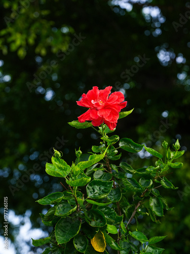 Red Hibiscus flower blooming among the leaves in the garden.