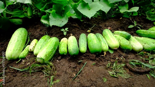 Close up shot while moving camera from left to right showing freshly harvested large gherkin cucumbers laying on ground ready to be collected. Using rabbit waste as soil fertilizer. 
