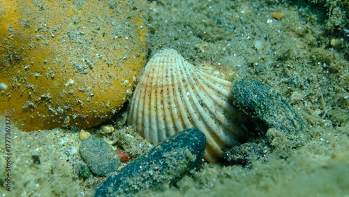 Photos Rough cockle or tuberculate cockle, Moroccan cockle (Acanthocardia tuberculata)