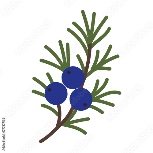 Juniper branch with blue berries and green needles showcasing nature's beauty in a simple design