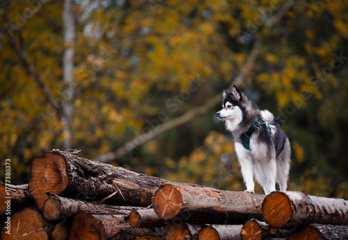 A pomsky dog standing on a pile of logs in a forest during autumn, surrounded by yellow leaves