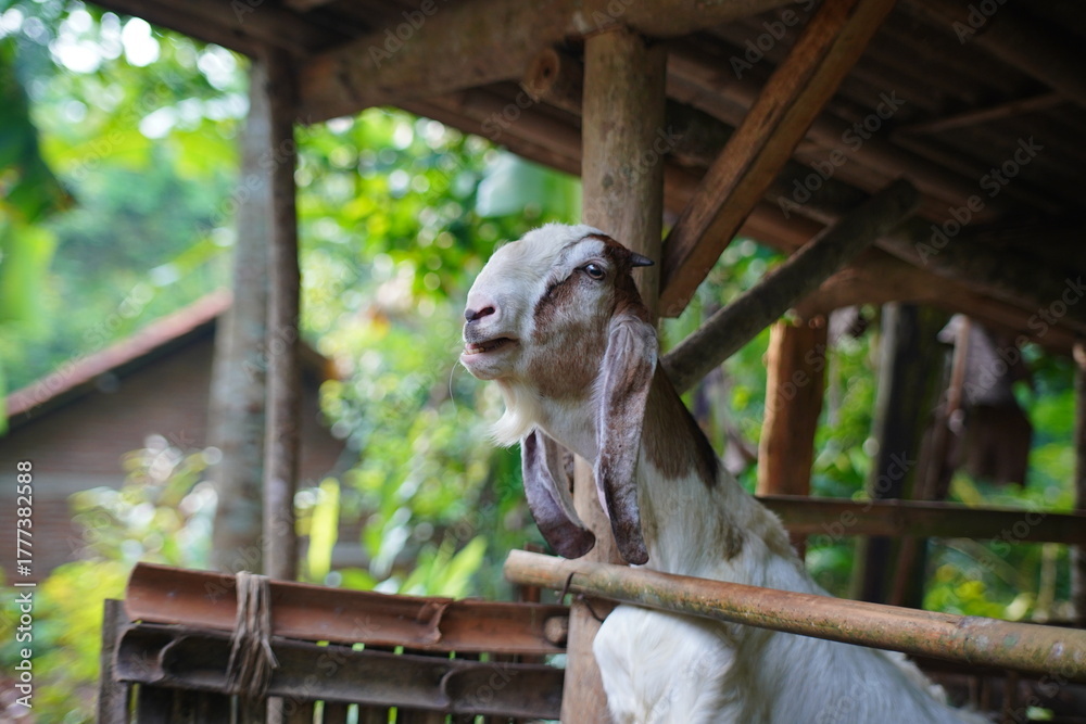 Obraz premium A goat in a pen belonging to someone in a village