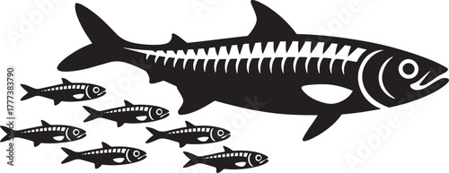 Large predatory fish internal skeleton structure with smaller schooling fish marine life vector