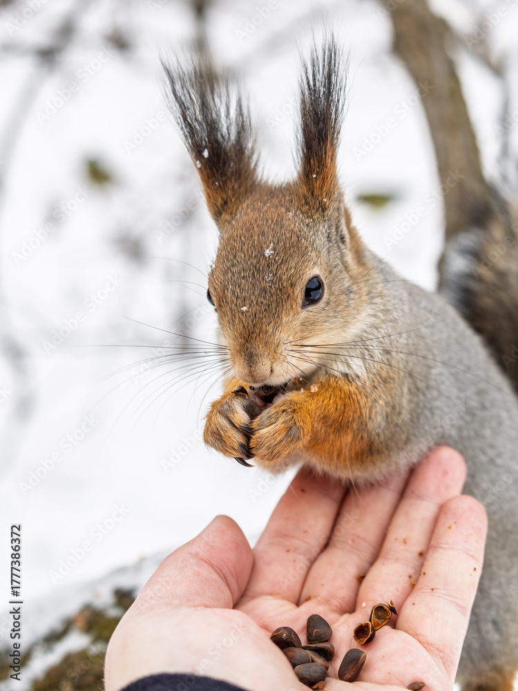 Fototapeta premium Squirrel eats nuts from a man's hand. Caring for animals in winter or autumn.