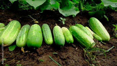 Close up shot while moving camera from right to left showing freshly harvested large gherkin cucumbers laying on ground ready to be collected. Using rabbit waste as soil fertilizer. 