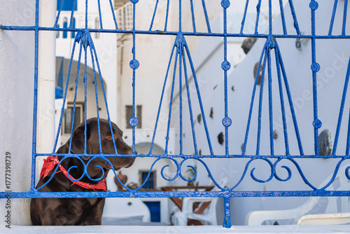Chocolate Labrador Dog waiting behind a Traditional Blue Greek Gate in Santorini