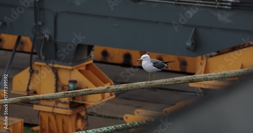 Curious seagull sits quietly on railing bar against gantry crane hoist. Cute marine bird rests on industrial port background. Seaside fauna