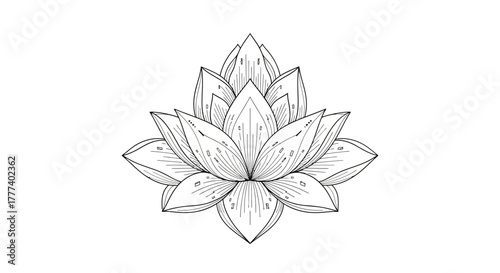 Elegant lotus flower illustration, botanical line art on clean white background, floral purity