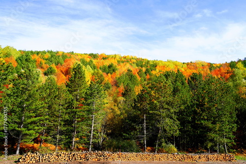 Autumn landscape with trees