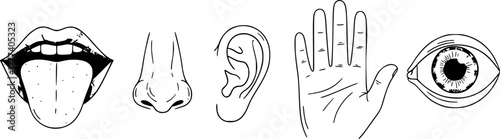 One line five human senses. Mouth to feel taste, nose to smell and ear to hearing. Hand to touch and eye to vision. Hand drawn human sense organs vector set