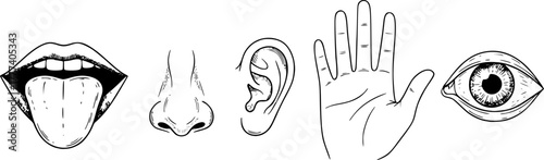 One line five human senses. Mouth to feel taste, nose to smell and ear to hearing. Hand to touch and eye to vision. Hand drawn human sense organs vector set