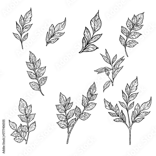 Elegant twigs with leaves, made by hand. Vector illustration, Botanical collection isolated on a white background. Suitable for postcards, logos, decorations, invitations, cosmetic design. 
